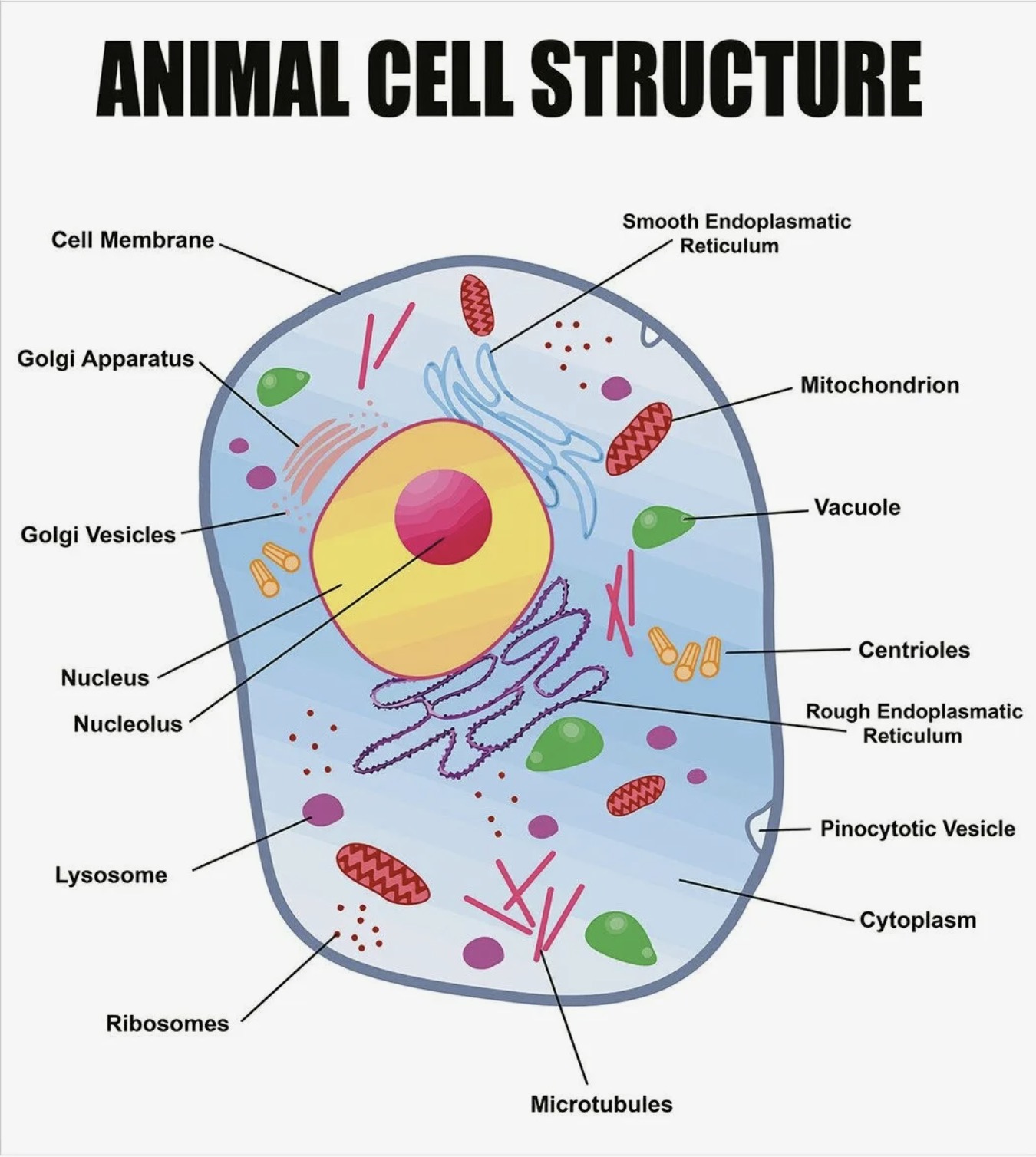 animal cell