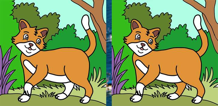 A cat-1