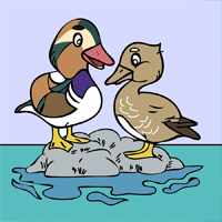 A ducks
