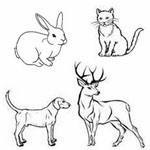 animals s
