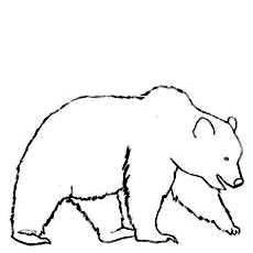 bear b