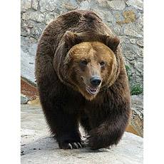 bear b