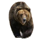 bear brown s