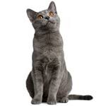 cat russian blue s