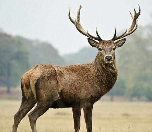 deer b