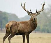 deer s