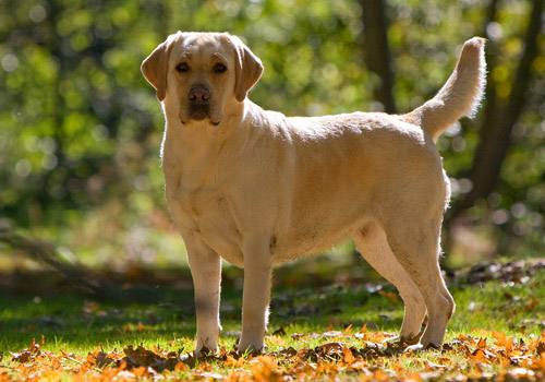 dog b