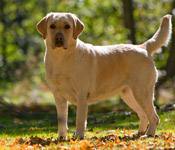 dog s
