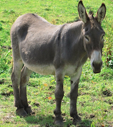 donkey