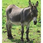 donkey