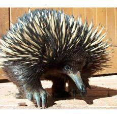 echidna b