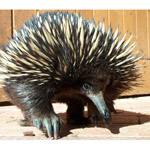 echidna