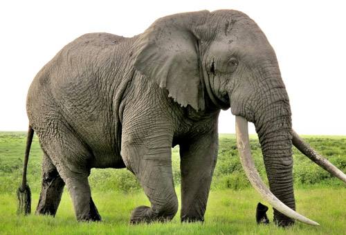 elephant b