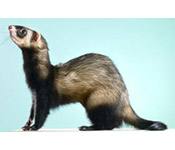 ferret s