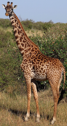 geraffe