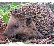 hedgehog s
