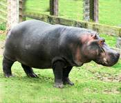 hippo s
