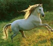 horse s