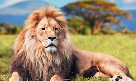 lion