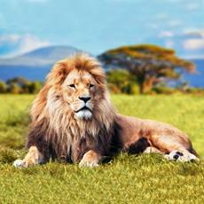 lion b