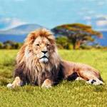 lion