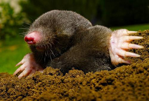 mole b