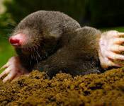 mole s