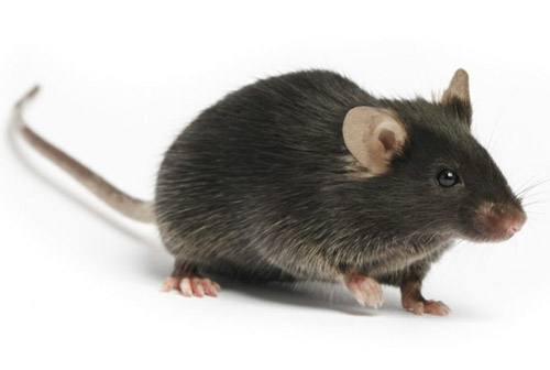 mouse b