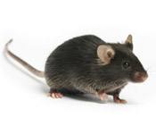 mouse s