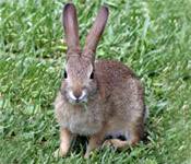 rabbit