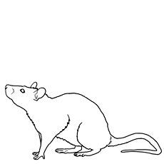 Rat