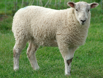 sheep