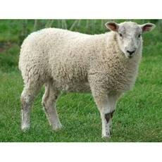 sheep b