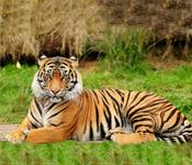tiger