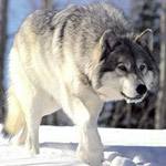 wolf