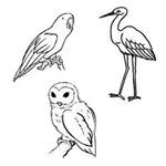 Birds