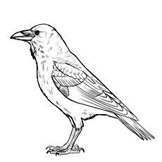 Crow