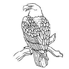 Eagle