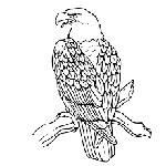 Eagle