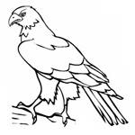 Hawk