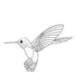 Hummingbird