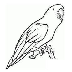 Parrot