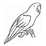 Parrot
