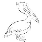 Pelican