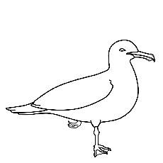 Seagul