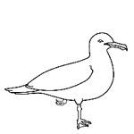 Seagull