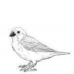 Sparrow