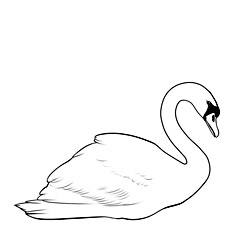 Swan
