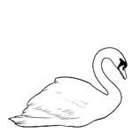 Swan