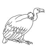 Vulture